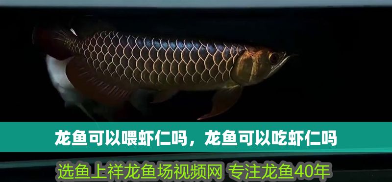龍魚可以喂蝦仁嗎，龍魚可以吃蝦仁嗎