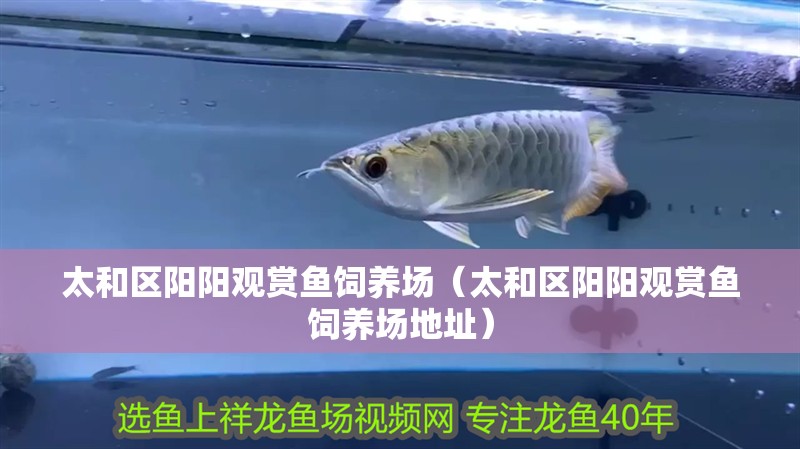 太和區(qū)陽陽觀賞魚飼養(yǎng)場（太和區(qū)陽陽觀賞魚飼養(yǎng)場地址） 太和區(qū)陽陽觀賞魚飼養(yǎng)場（太和區(qū)陽陽觀賞魚飼養(yǎng)場地址） 全國水族館企業(yè)名錄