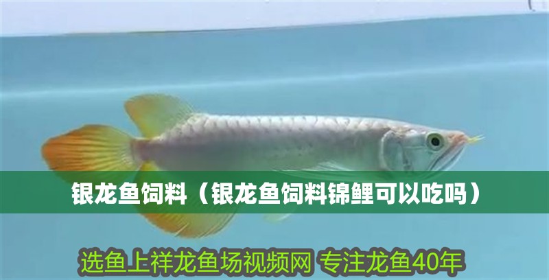 銀龍魚飼料（銀龍魚飼料錦鯉可以吃嗎）