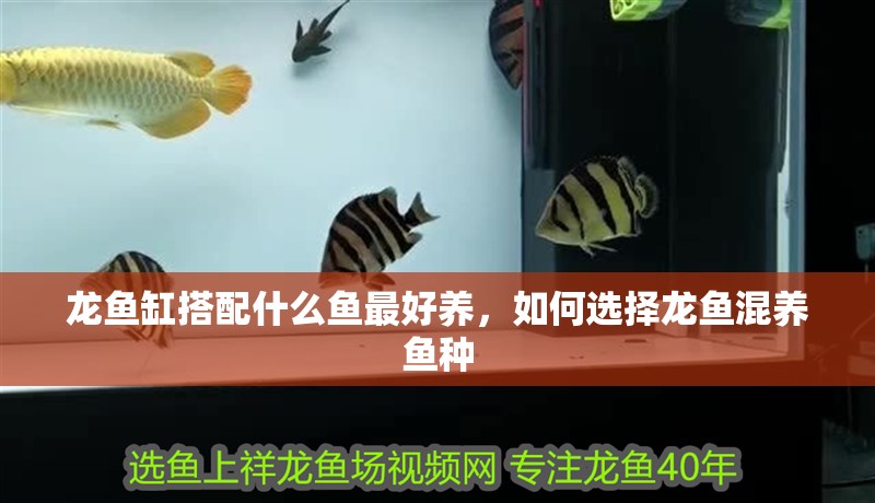 龍魚缸搭配什么魚最好養，如何選擇龍魚混養魚種
