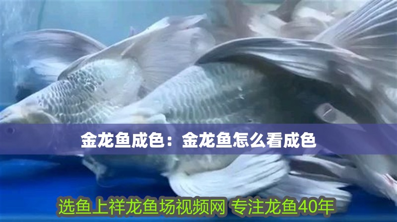 金龍魚成色：金龍魚怎么看成色 金龍魚成色：金龍魚怎么看成色 龍魚百科