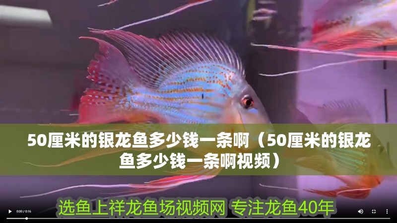 50厘米的銀龍魚多少錢一條啊（50厘米的銀龍魚多少錢一條啊視頻）