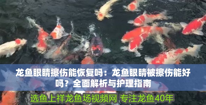 龍魚(yú)眼睛擦傷能恢復(fù)嗎：龍魚(yú)眼睛被擦傷能好嗎？全面解析與護(hù)理指南 龍魚(yú)眼睛擦傷能恢復(fù)嗎：龍魚(yú)眼睛被擦傷能好嗎？全面解析與護(hù)理指南 龍魚(yú)百科