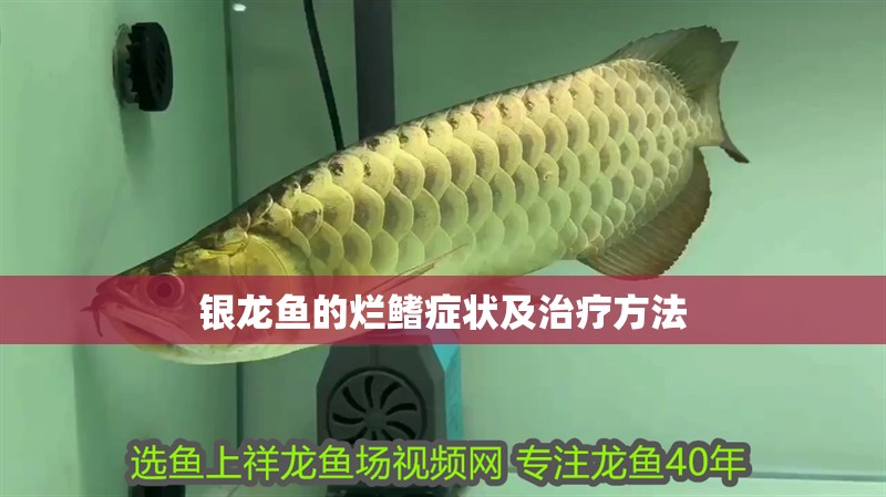 魚缸用增氧泵價格是多少:魚缸增氧機-xtrac增氧機-xtrac增氧機 銀龍魚的爛鰭癥狀及治療方法 銀龍魚百科 銀龍魚的爛鰭癥狀及治療方法 銀龍魚的爛鰭癥狀及治療方法 銀龍魚百科