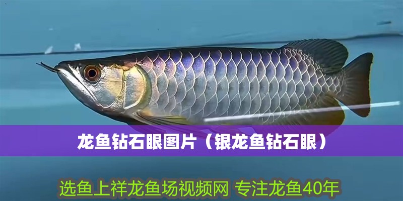 龍魚(yú)鉆石眼圖片（銀龍魚(yú)鉆石眼）