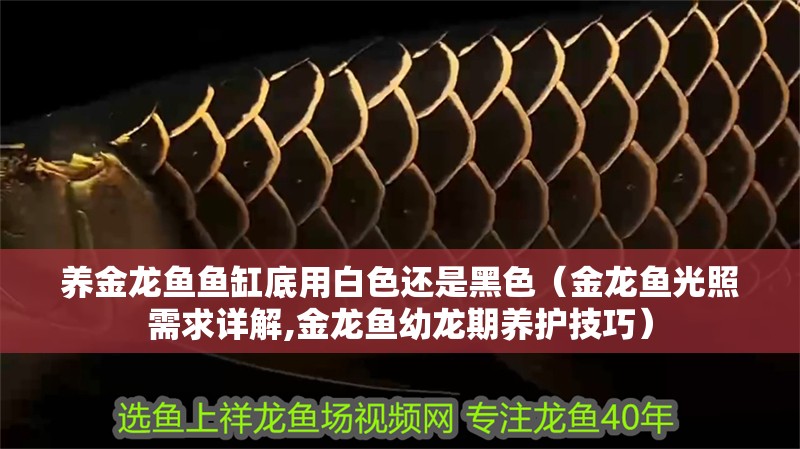 養金龍魚魚缸底用白色還是黑色（金龍魚光照需求詳解,金龍魚幼龍期養護技巧）