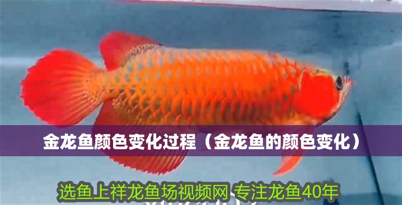 金龍魚顏色變化過程（金龍魚的顏色變化）