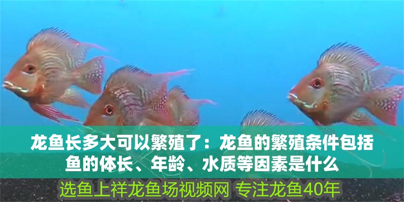 龍魚長多大可以繁殖了：龍魚的繁殖條件包括魚的體長、年齡、水質(zhì)等因素是什么 龍魚長多大可以繁殖了：龍魚的繁殖條件包括魚的體長、年齡、水質(zhì)等因素是什么 龍魚百科