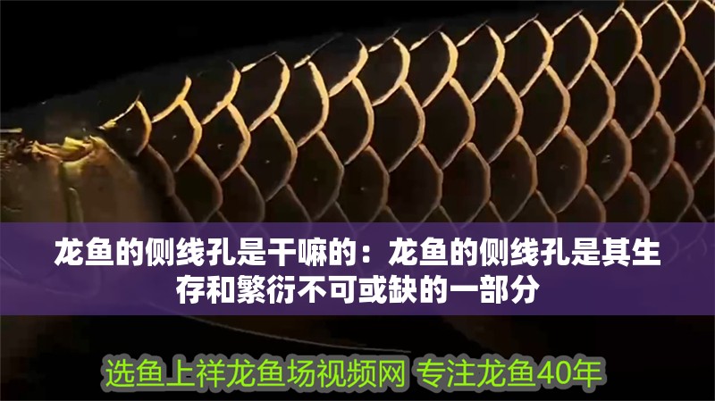 龍魚的側(cè)線孔是干嘛的：龍魚的側(cè)線孔是其生存和繁衍不可或缺的一部分