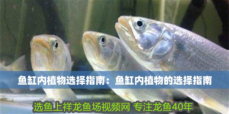 魚缸內植物選擇指南：魚缸內植物的選擇指南 魚缸內植物選擇指南：魚缸內植物的選擇指南 魚缸百科