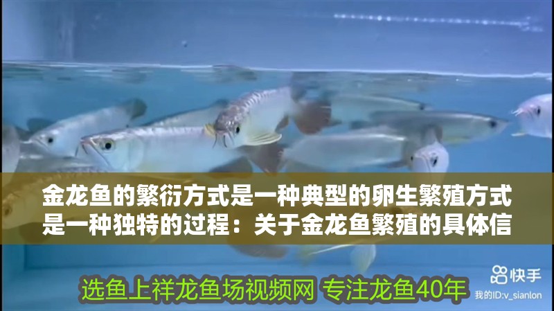 金龍魚的繁衍方式是一種典型的卵生繁殖方式是一種獨特的過程：關于金龍魚繁殖的具體信息