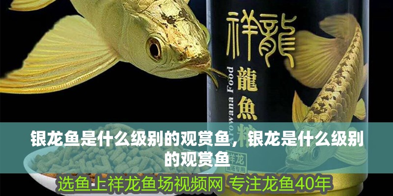 銀龍魚是什么級別的觀賞魚，銀龍是什么級別的觀賞魚