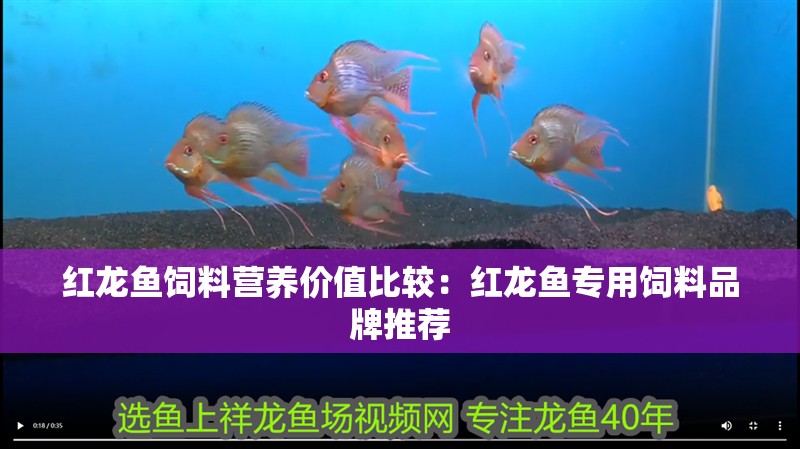 紅龍魚飼料營養(yǎng)價(jià)值比較：紅龍魚專用飼料品牌推薦