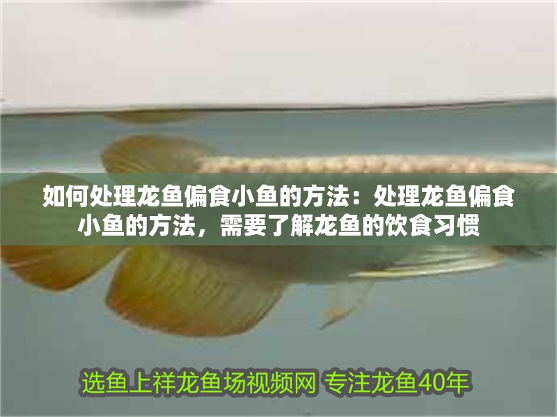 如何處理龍魚偏食小魚的方法：處理龍魚偏食小魚的方法，需要了解龍魚的飲食習慣