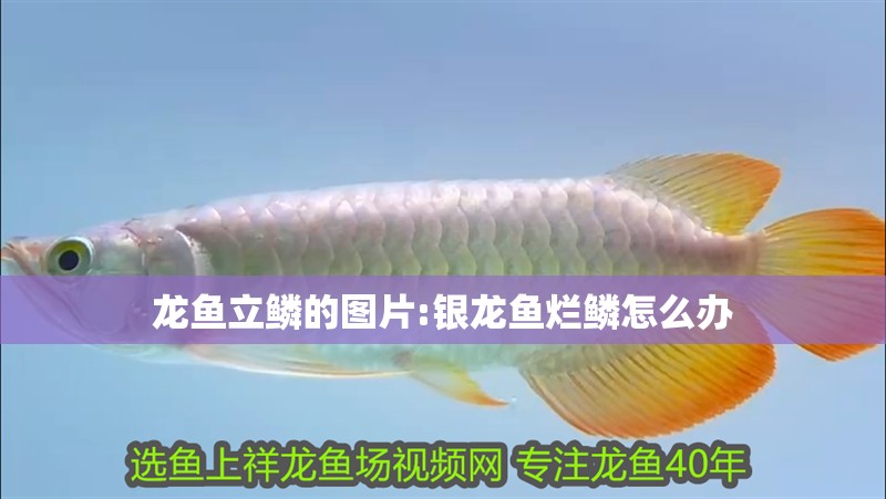 龍魚立鱗的圖片:銀龍魚爛鱗怎么辦