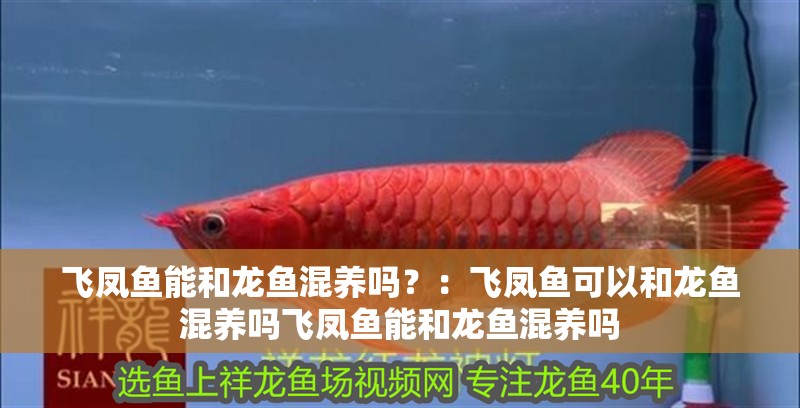 飛鳳魚能和龍魚混養嗎？：飛鳳魚可以和龍魚混養嗎飛鳳魚能和龍魚混養嗎