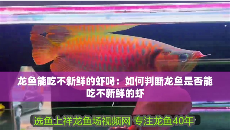 龍魚能吃不新鮮的蝦嗎：如何判斷龍魚是否能吃不新鮮的蝦