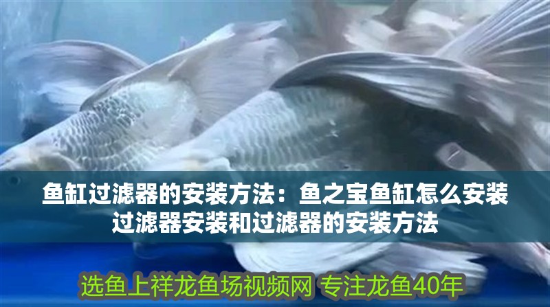 魚缸過濾器的安裝方法：魚之寶魚缸怎么安裝過濾器安裝和過濾器的安裝方法