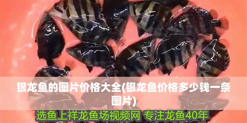 銀龍魚的圖片價格大全(銀龍魚價格多少錢一條圖片) 銀龍魚的圖片價格大全(銀龍魚價格多少錢一條圖片) 銀龍魚百科 第1張
