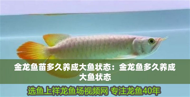 金龍魚苗多久養(yǎng)成大魚狀態(tài)：金龍魚多久養(yǎng)成大魚狀態(tài)