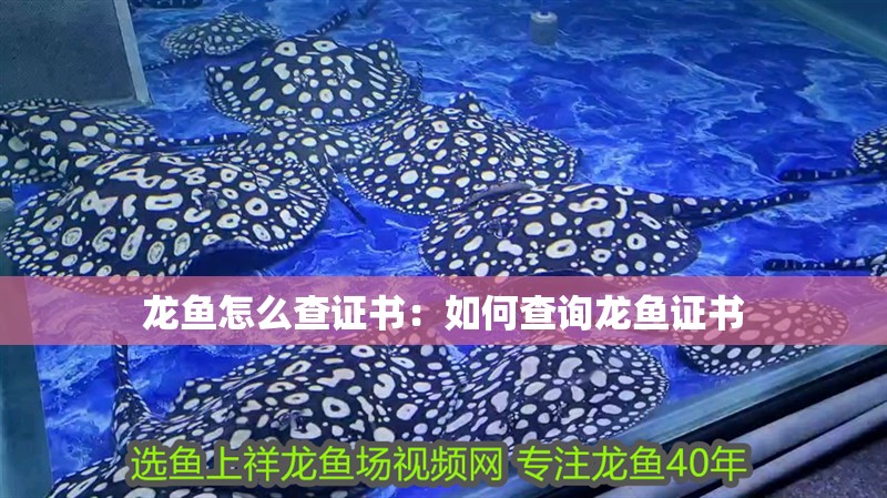 龍魚怎么查證書：如何查詢龍魚證書