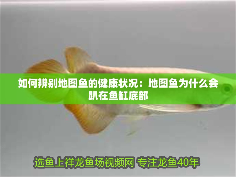 如何辨別地圖魚的健康狀況：地圖魚為什么會趴在魚缸底部