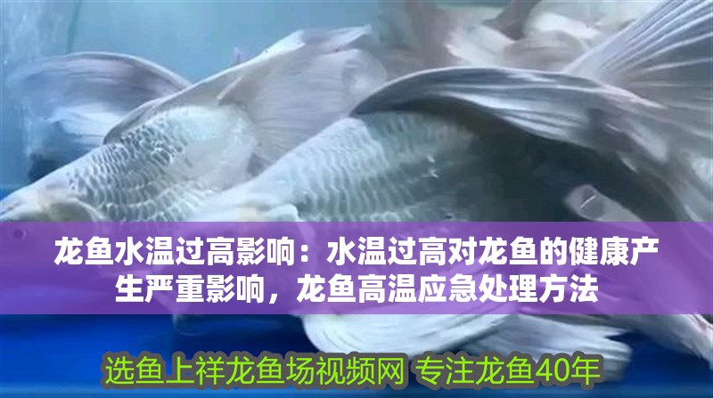 龍魚水溫過高影響：水溫過高對龍魚的健康產生嚴重影響，龍魚高溫應急處理方法