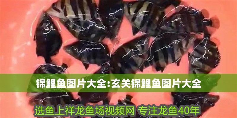 錦鯉魚圖片大全:玄關(guān)錦鯉魚圖片大全