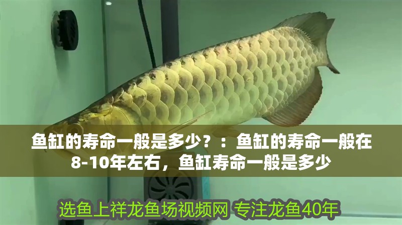 魚缸的壽命一般是多少？：魚缸的壽命一般在8-10年左右，魚缸壽命一般是多少