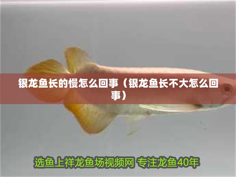銀龍魚長的慢怎么回事（銀龍魚長不大怎么回事）