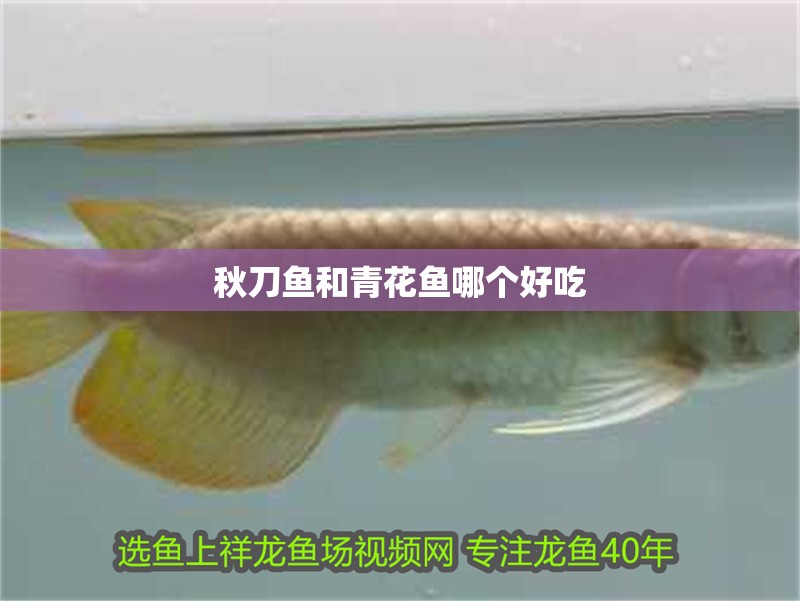 秋刀魚和青花魚哪個好吃 秋刀魚和青花魚哪個好吃 龍魚論壇
