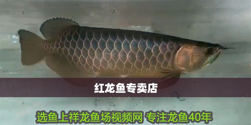 紅龍魚專賣店