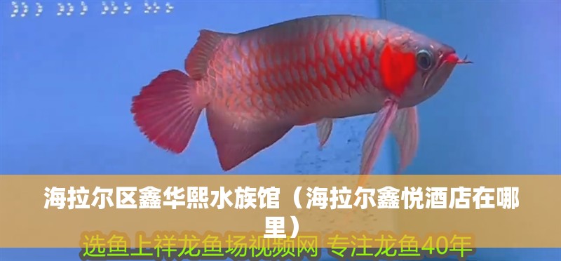 海拉爾區鑫華熙水族館（海拉爾鑫悅酒店在哪里）