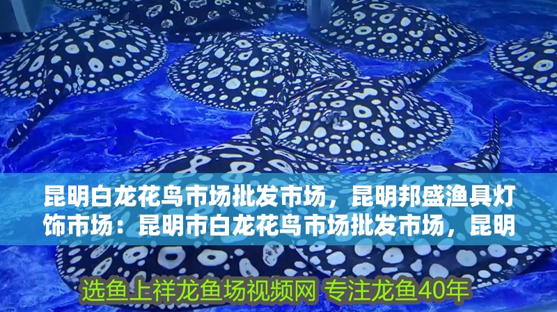 昆明白龍花鳥(niǎo)市場(chǎng)批發(fā)市場(chǎng)，昆明邦盛漁具燈飾市場(chǎng)：昆明市白龍花鳥(niǎo)市場(chǎng)批發(fā)市場(chǎng)，昆明邦盛漁具市場(chǎng)批發(fā)市場(chǎng) 昆明白龍花鳥(niǎo)市場(chǎng)批發(fā)市場(chǎng)，昆明邦盛漁具燈飾市場(chǎng)：昆明市白龍花鳥(niǎo)市場(chǎng)批發(fā)市場(chǎng)，昆明邦盛漁具市場(chǎng)批發(fā)市場(chǎng) 魚(yú)缸百科