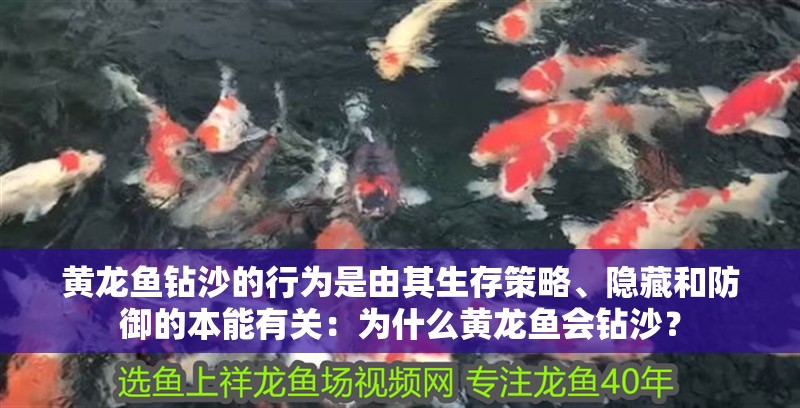黃龍魚鉆沙的行為是由其生存策略、隱藏和防御的本能有關：為什么黃龍魚會鉆沙？