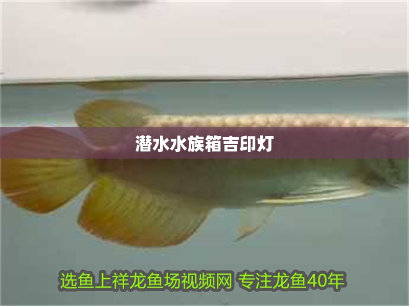 潛水水族箱吉印燈 潛水水族箱吉印燈 龍魚論壇