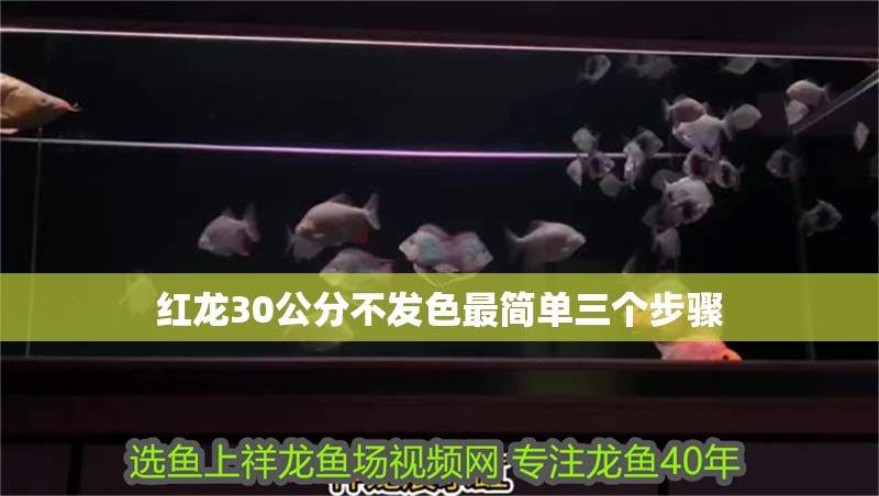 紅龍30公分不發色最簡單三個步驟 紅龍30公分不發色最簡單三個步驟 龍魚論壇