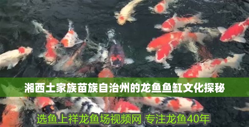 湘西土家族苗族自治州的龍魚魚缸文化探秘