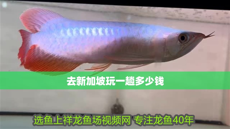 去新加坡玩一趟多少錢 去新加坡玩一趟多少錢 龍魚論壇