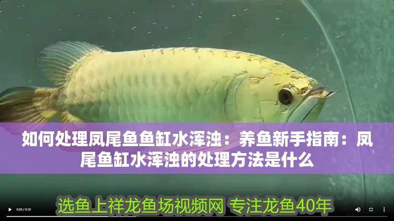 如何處理鳳尾魚魚缸水渾濁：養魚新手指南：鳳尾魚缸水渾濁的處理方法是什么