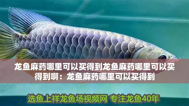龍魚麻藥哪里可以買得到龍魚麻藥哪里可以買得到啊：龍魚麻藥哪里可以買得到 龍魚麻藥哪里可以買得到龍魚麻藥哪里可以買得到啊：龍魚麻藥哪里可以買得到 龍魚百科