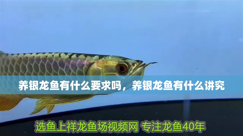 養銀龍魚有什么要求嗎，養銀龍魚有什么講究