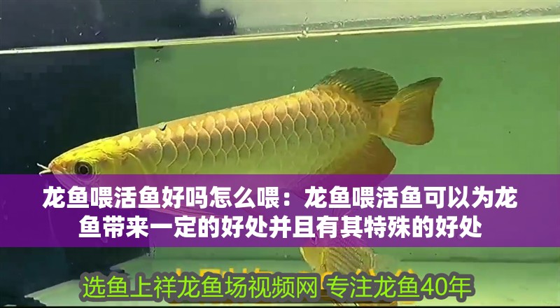 龍魚喂活魚好嗎怎么喂：龍魚喂活魚可以為龍魚帶來一定的好處并且有其特殊的好處