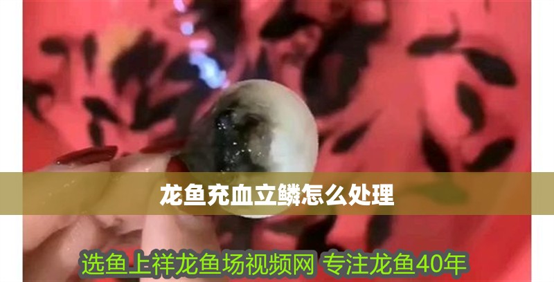 龍魚充血立鱗怎么處理 龍魚充血立鱗怎么處理 龍魚百科