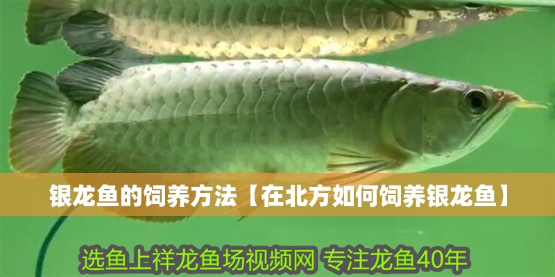 銀龍魚的飼養(yǎng)方法【在北方如何飼養(yǎng)銀龍魚】