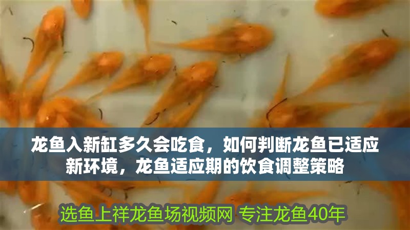 龍魚入新缸多久會吃食，如何判斷龍魚已適應新環境，龍魚適應期的飲食調整策略 龍魚入新缸多久會吃食，如何判斷龍魚已適應新環境，龍魚適應期的飲食調整策略 龍魚百科