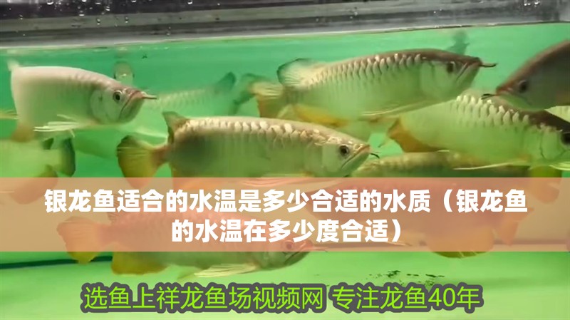 銀龍魚適合的水溫是多少合適的水質(zhì)（銀龍魚的水溫在多少度合適）