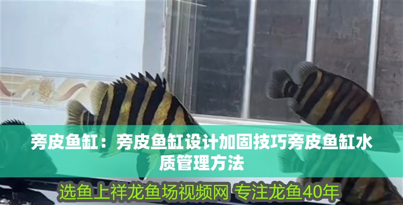 旁皮魚缸：旁皮魚缸設計加固技巧旁皮魚缸水質管理方法