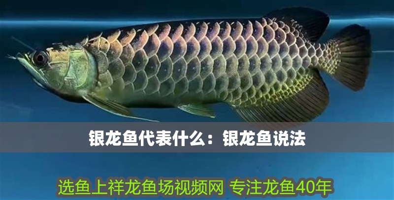 銀龍魚代表什么：銀龍魚說法