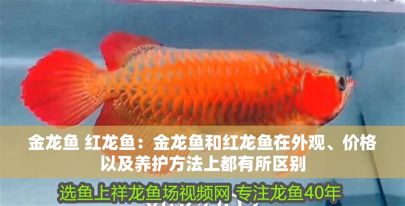 金龍魚 紅龍魚：金龍魚和紅龍魚在外觀、價格以及養護方法上都有所區別